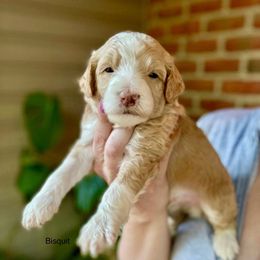 Bisquit - Red male Bernedoodle puppy in Denver, Pennsylvania from Greenview Puppies