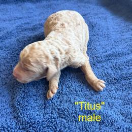 Titus - Apricot male Poodle puppy in St. Johnsbury, Vermont from Poodles of the Northern Woods