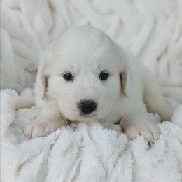 Girl 6 Blue - White female Great Pyrenees puppy in Yakima, Washington from Naches Heights Ranch