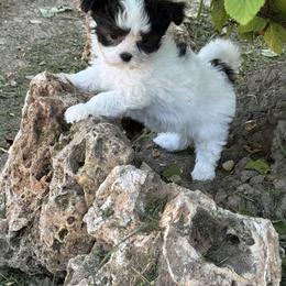 Daisy - Black and white female Companion Cross puppy in Fulton, Missouri from Papillon Love
