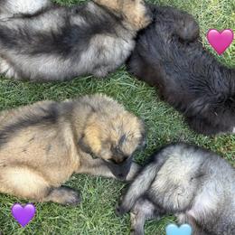 Doc - Pink - Black and silver male Shiloh Shepherd puppy in Tenafly, New Jersey from Island Shilohs