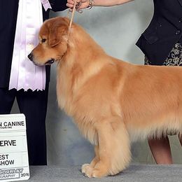 Golden Retrievers from Chestnut Goldens