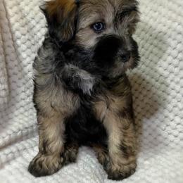 Cockapoos and Schnoodles from Bri & Dar’s Beloved Doodles