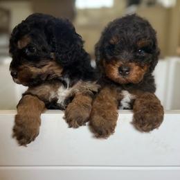 Male - Merle male Bernedoodle puppy in Modesto, California from Central Valley Canine Companions