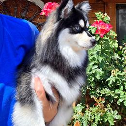 Winter - Pomsky