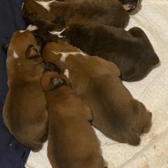Boxer Puppies from TD's House of Boxers and Danes