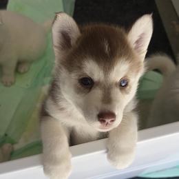 Girl 3 - female Siberian Husky puppy in Stone Mountain, Georgia from House Callihan-Walker Kennel