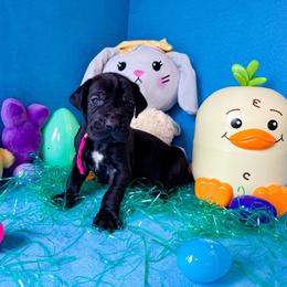 Andarna - Black and white female Great Dane puppy in Climax, Michigan from Beaver Creek Danes