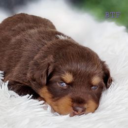Aussiedoodle, Australian Shepherd, and Great Pyrenees Puppies from Naches Heights Ranch