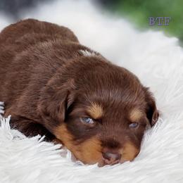 Aussiedoodle, Australian Shepherd, and Great Pyrenees Puppies from Naches Heights Ranch