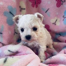 Maltese Puppies from Rockin Rivers AKC Maltese & Malshi's