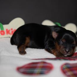 Girl 2 - Black and tan female Yorkshire Terrier puppy in Carmichael, California from Mckeever's Yorkies
