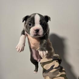 Lola - Seal and white female Boston Terrier puppy in Auburn, Kentucky from Prentice Family Pugs & Bugs