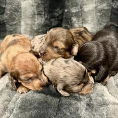 Dachshunds from Clayton Kennels
