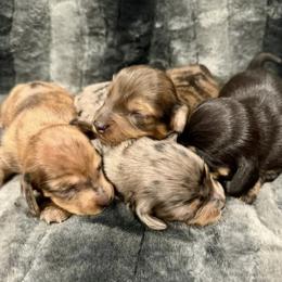 Dachshunds from Clayton Kennels