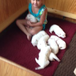 Samoyed Puppies from Cirque D' Samz