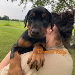 Orange collared boy - Black and rust male Doberman Pinscher puppy in Winamac, Indiana from DIAMOND RIDGE DOBERMANS