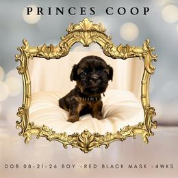 Prince Blue - Black and tan male Shih Tzu puppy in Xenia, Ohio from Crown & Tress Shih Tzu