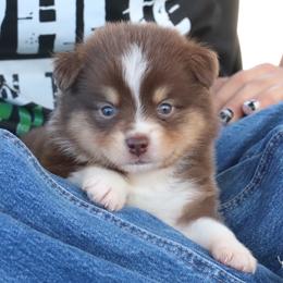RTF2 - Ruby - Red tri female Miniature Australian Shepherd puppy in Goliad, Texas from Sassy Lil Aussies and Diamond W Poodles