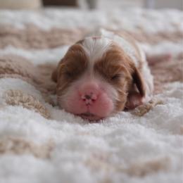 Clover - Blenheim male Cavalier King Charles Spaniel puppy in Broxton, Georgia from Cavalier & Co.