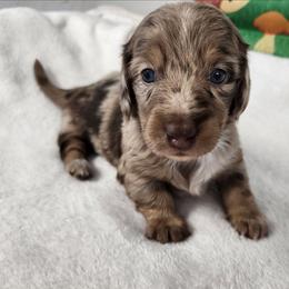 Callie - Dapple female Dachshund puppy in Anaconda, Montana from Williams Family Dachshunds