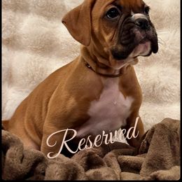 Jasper - Fawn male Boxer puppy in Seaside, Oregon from Vincent's Pride Boxers