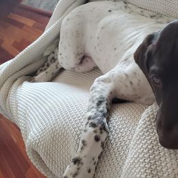 German Shorthaired Pointers from BilDor's GSPs