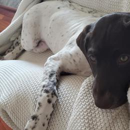 German Shorthaired Pointers from BilDor's GSPs
