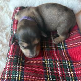 Hershey - Dapple female Dachshund puppy in Wrightwood, California from Twinkle Dachs
