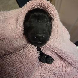 Boy 5 - male Labrador Retriever puppy in Theodore, Alabama from Folklore Canine L.L.C