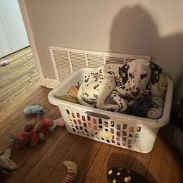 Mae - White and liver brown female Dalmatian puppy in Westworth Village, Texas from Bri’s Spot Garden