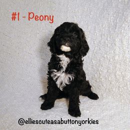 Peony - Black and white female Bernedoodle puppy in New Holland, Pennsylvania from Ellie's Cute as a Button Yorkies