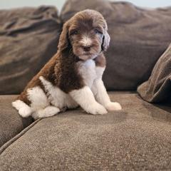 Josie - Saint Berdoodle puppy from Doodles by Starlight