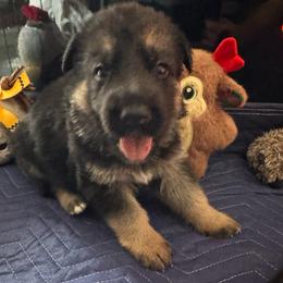 Winston - Black and red male German Shepherd puppy in Charlottesville, Virginia from AB_Elite_GSD