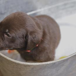 Labrador Retriever Puppies from AGL Retrievers