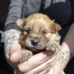 Pomeranian Puppies from Itty bitty friends