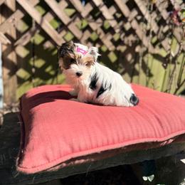 Girl 1 - Parti female Yorkshire Terrier puppy in Jacksonville, Arkansas from Royal Yorkie Terrier