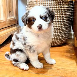 Girl 2 - Miniature American Shepherd puppy in Moscow, Idaho from Panhandle Australian Shepherds