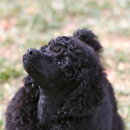 Poodle Puppies from Kalein Show Dogs