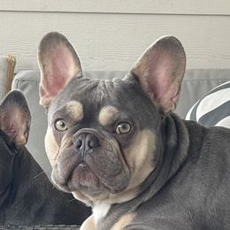Kaddo - French Bulldog
