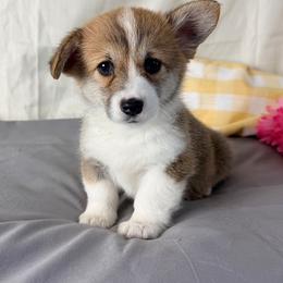 Maggie - Red female Pembroke Welsh Corgi puppy in El Dorado Springs, Missouri from Trixie Dixie