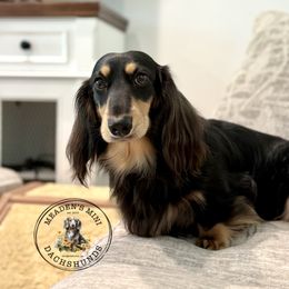 Atlas - Dachshund