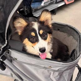 Wren - Black and tan female Pembroke Welsh Corgi puppy in Casper, Wyoming from Flying Note Shorties