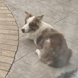 General - Border Collie