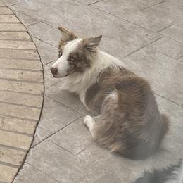 General - Border Collie