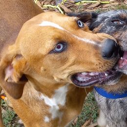 Mallie - Catahoula Leopard Dog