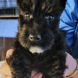 Scottish Terrier Puppies from McKinley Scots Kennel