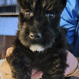 Scottish Terrier Puppies from McKinley Scots Kennel