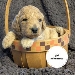 Minnesota - Cream female Goldendoodle puppy in Cambridge, Minnesota from Country Meadow Doodles