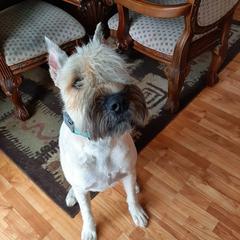 Calliope - Bouvier des Flandres